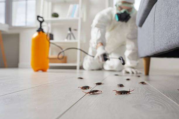 Commercial Rodent Management in Willimantic